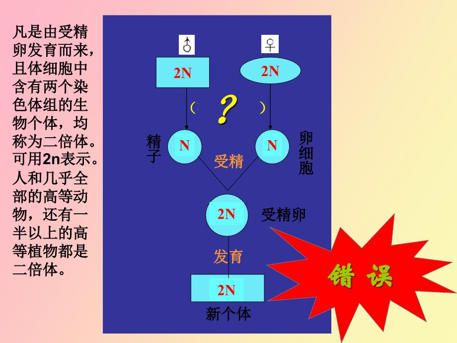 精细胞的形成_第2页