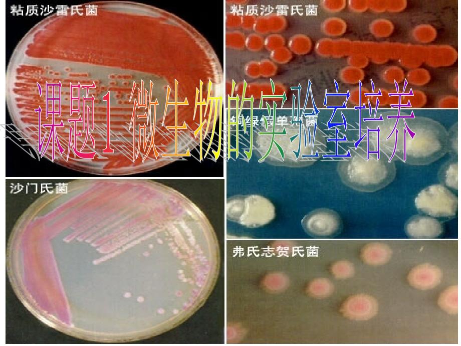 微生物的实验室培养1_第1页