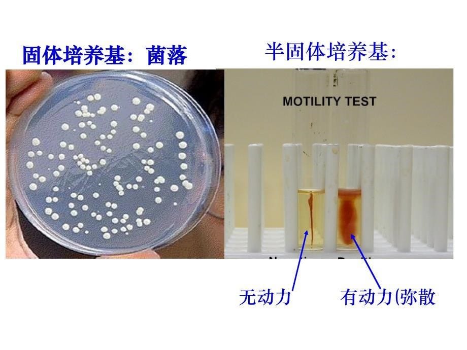 微生物的实验室培养1_第5页