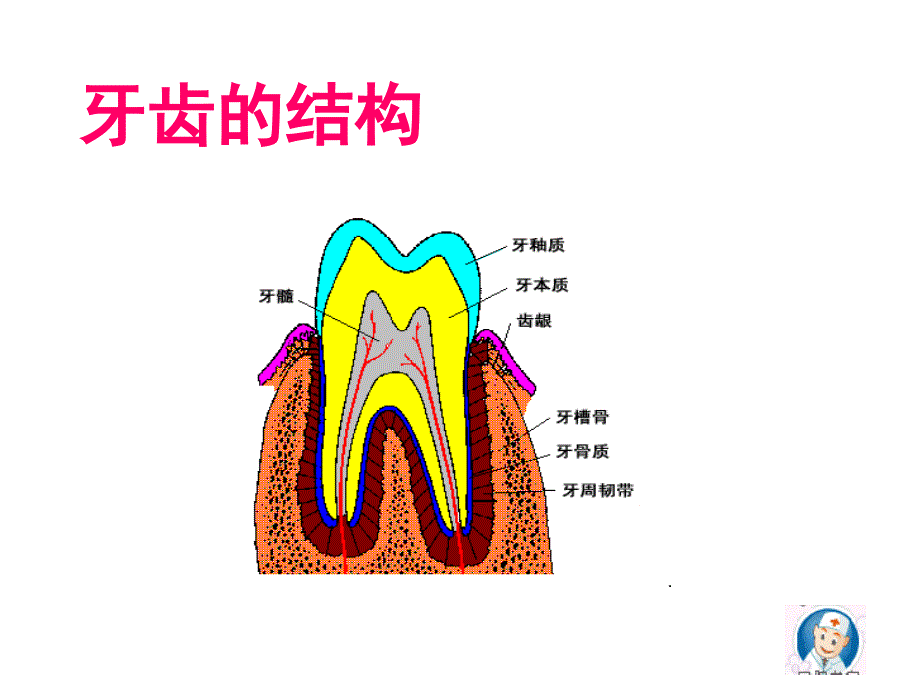 幼儿园大班科学活动认识牙齿课件PPT_第4页