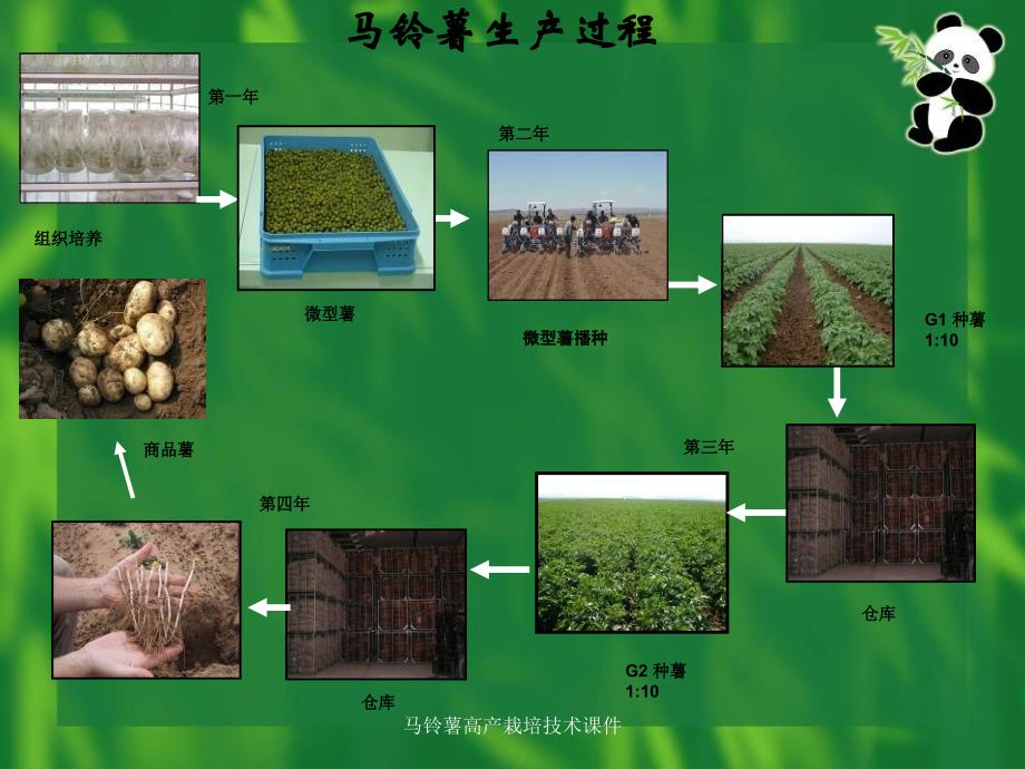 马铃薯高产栽培技术课件_第3页