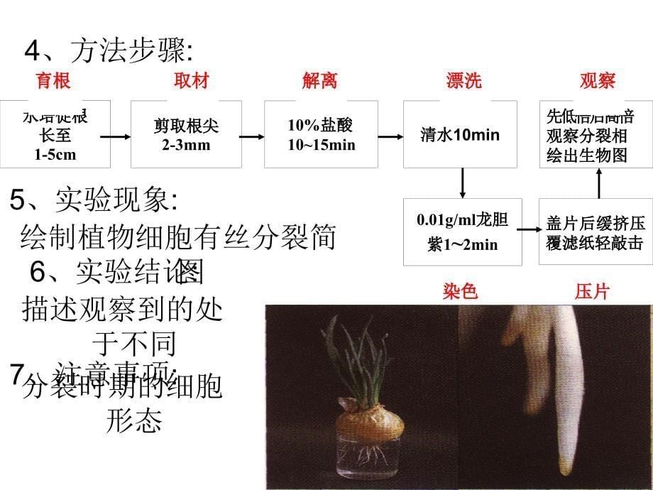 工作文档5光学显微镜操纵技巧试验温习_第5页