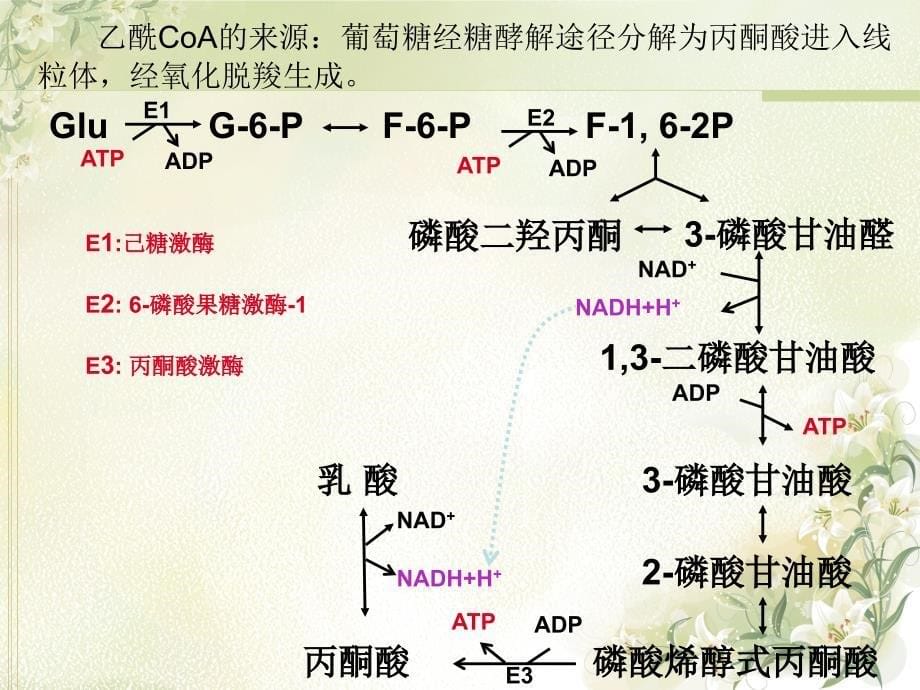 葡萄糖、脂肪和氨基酸之间相互转变的途径和枢纽.ppt_第5页