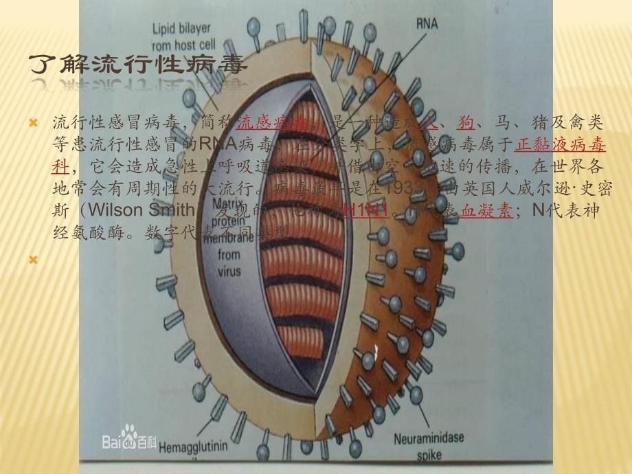 春季流行性感冒预_第5页