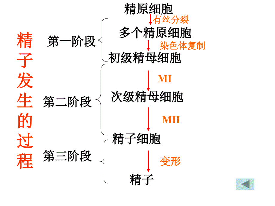 二轮复习胚胎工程复习1_第4页