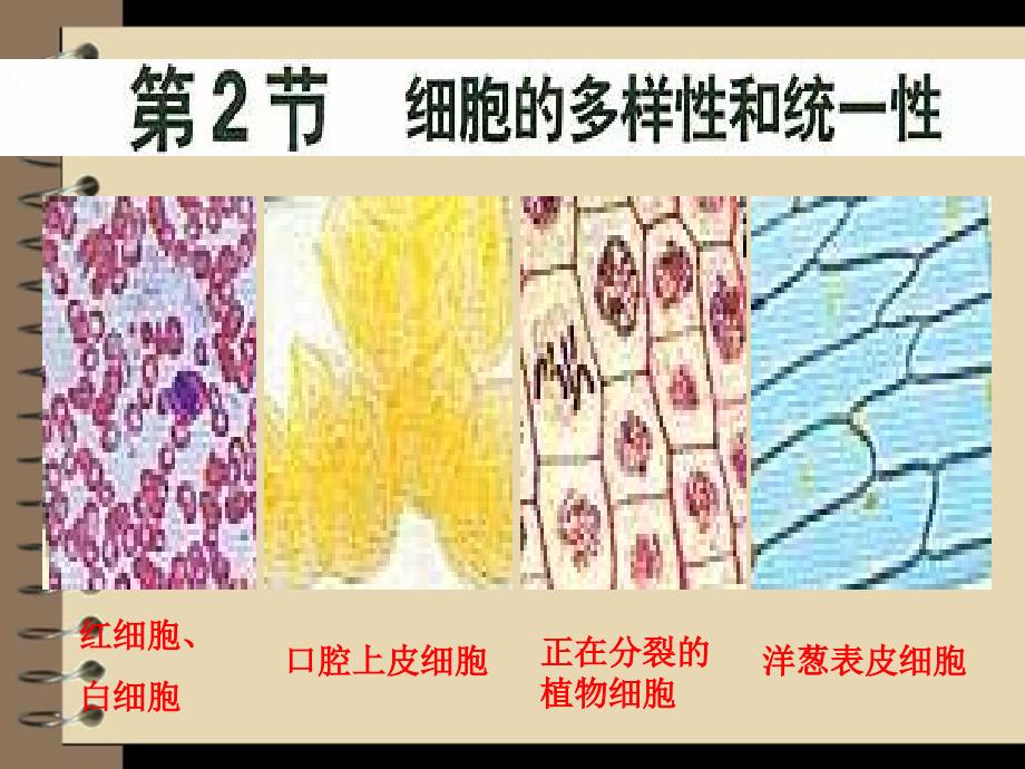 人教版高中生物必修1第1章第2节细胞的多样性和统一性课件_第1页