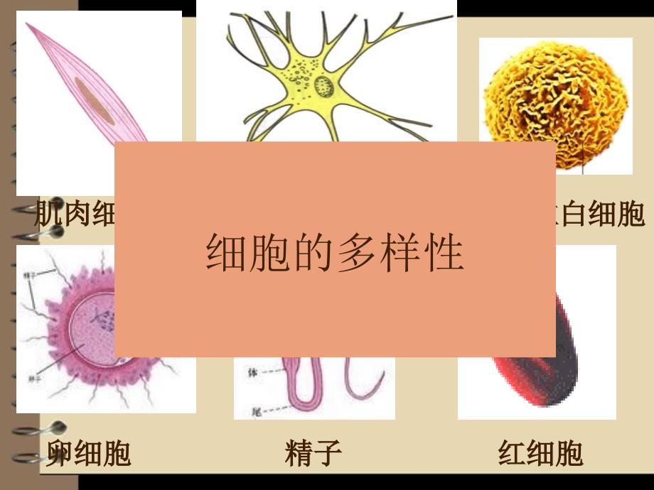 人教版高中生物必修1第1章第2节细胞的多样性和统一性课件_第2页