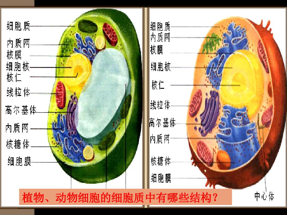 人教版高中生物必修1第1章第2节细胞的多样性和统一性课件_第4页