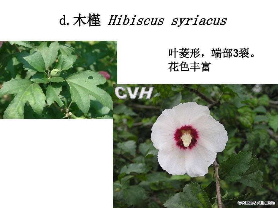 被子植物8-锦葵科.ppt_第5页