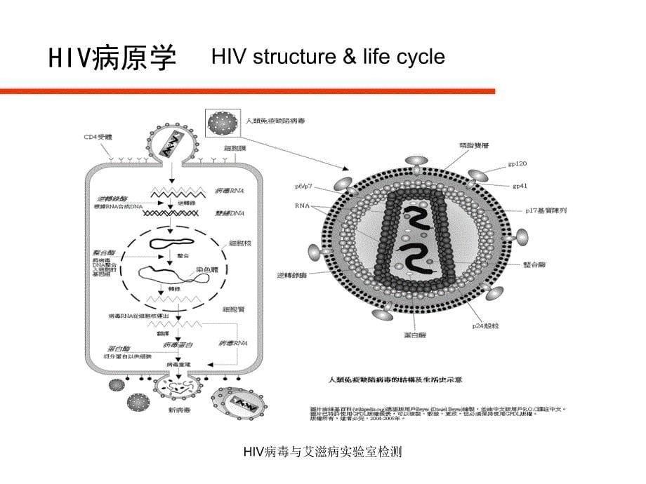 HIV病毒与艾滋病实验室检测课件_第5页