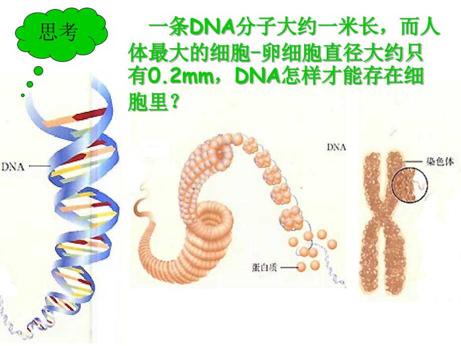 新人教版初中生物八年级下册《基因在亲子代间的传递》精品课件_第3页