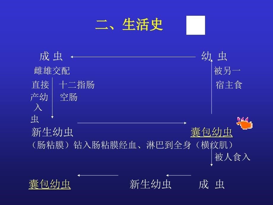 《人体寄生虫学 》教学课件：02_2旋毛虫_第5页