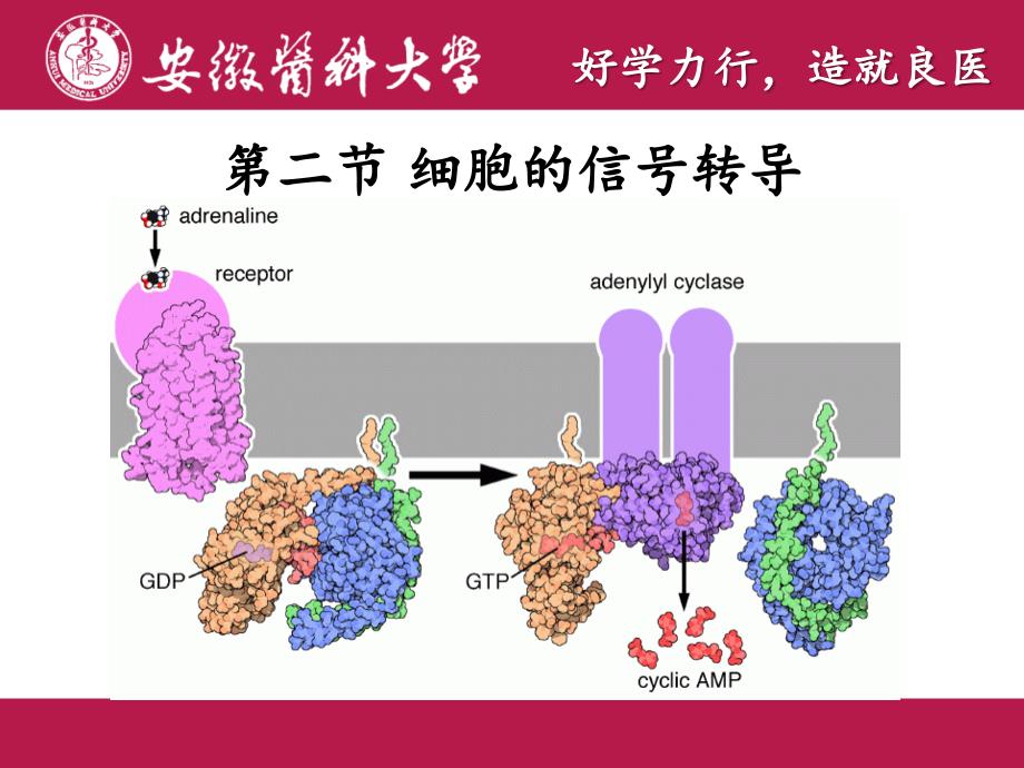 细胞的基本功能细胞的信号转导许奇_第4页