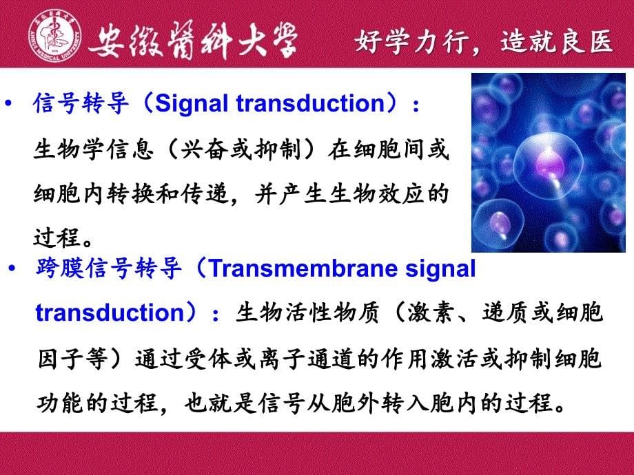 细胞的基本功能细胞的信号转导许奇_第5页