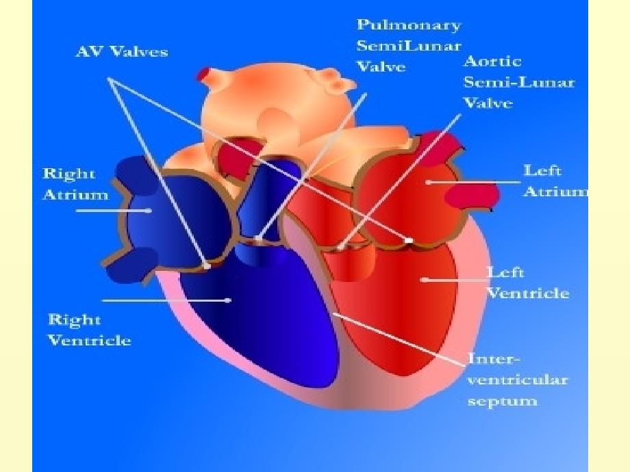 双语医学课件3-心脏Theheart.ppt_第4页