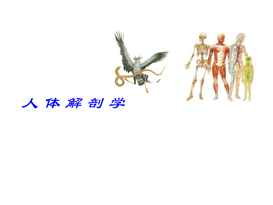 《躯干骨及连结》PPT课件_第1页