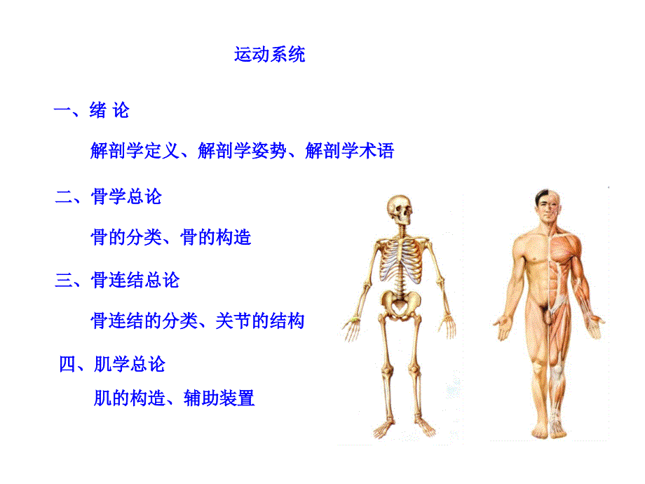 《躯干骨及连结》PPT课件_第2页