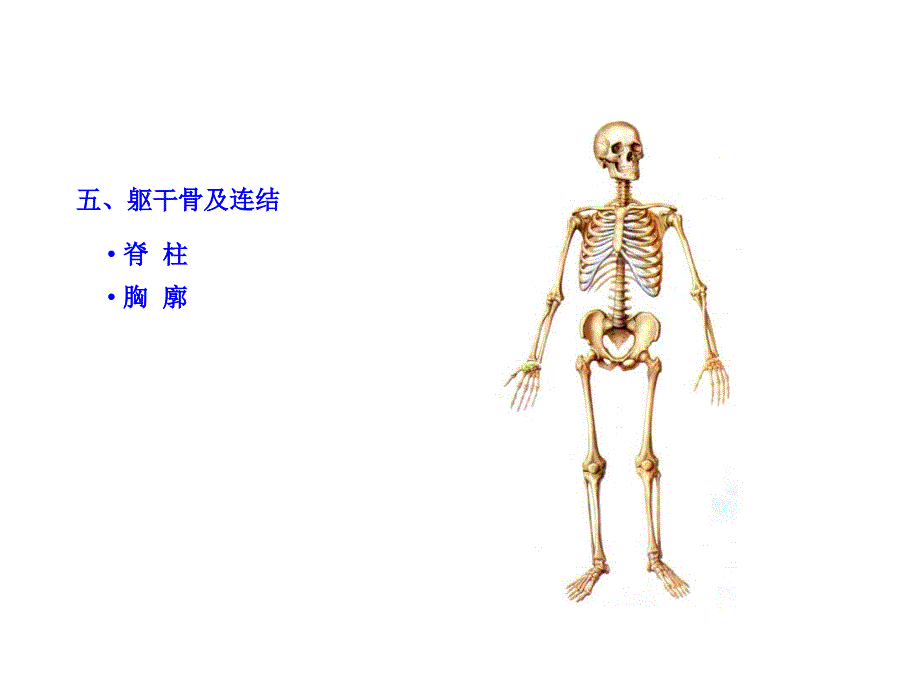 《躯干骨及连结》PPT课件_第3页