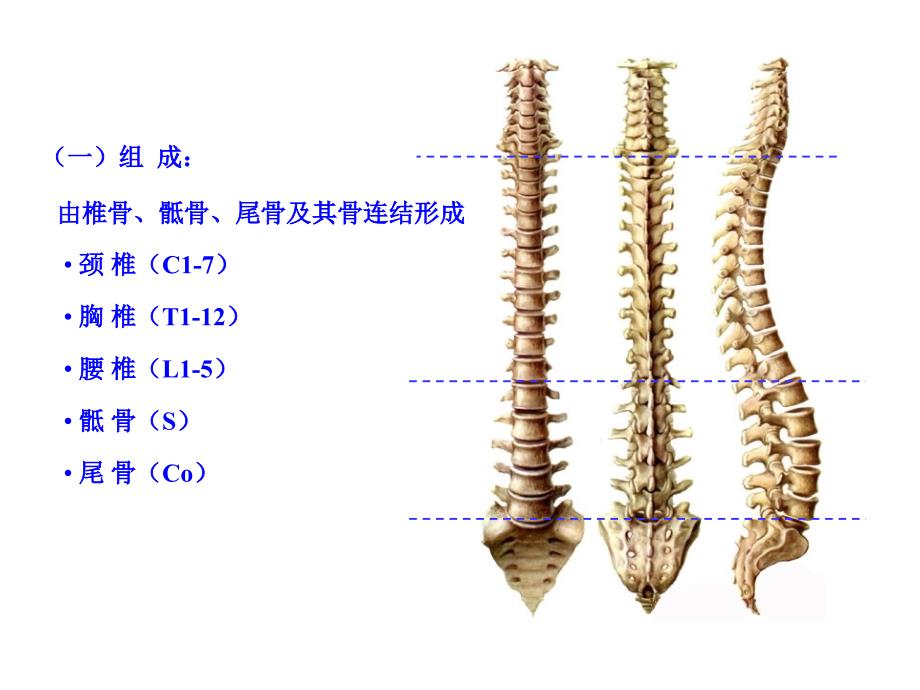 《躯干骨及连结》PPT课件_第4页