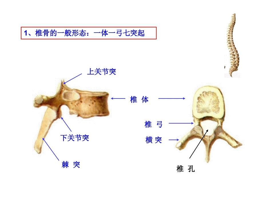 《躯干骨及连结》PPT课件_第5页