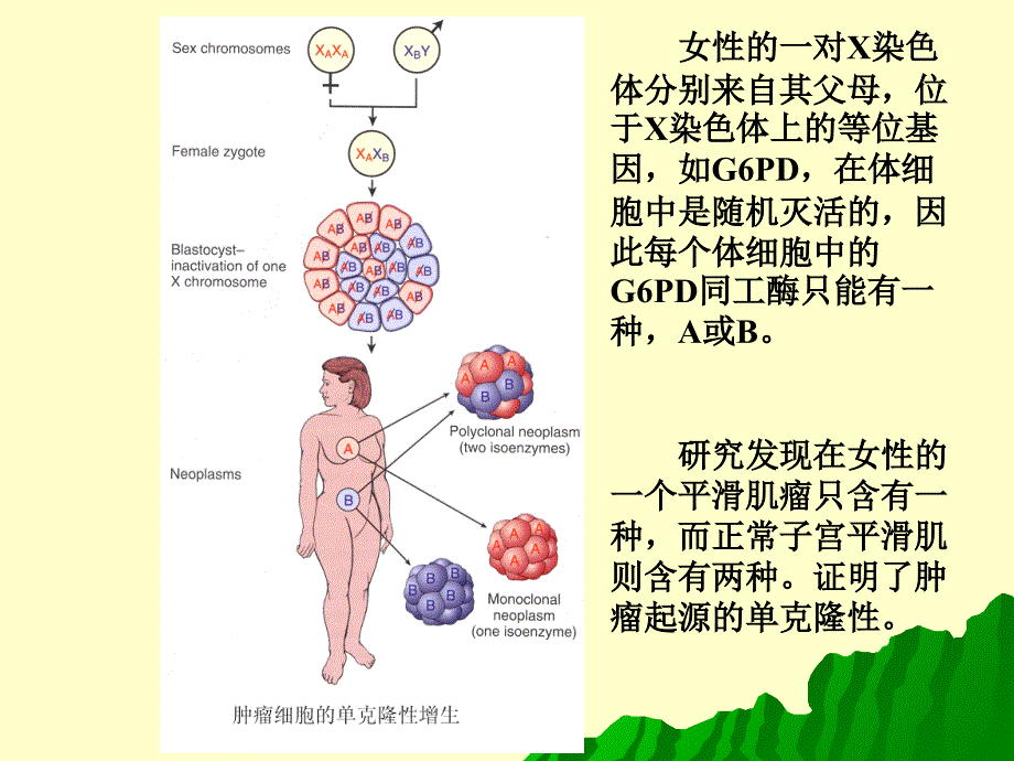 肿瘤的概念和一般形态_第4页