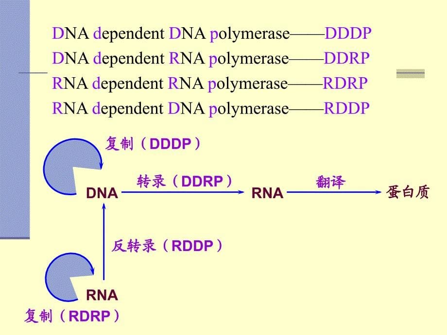 生物化学：第十二章 核酸生物合成_第5页