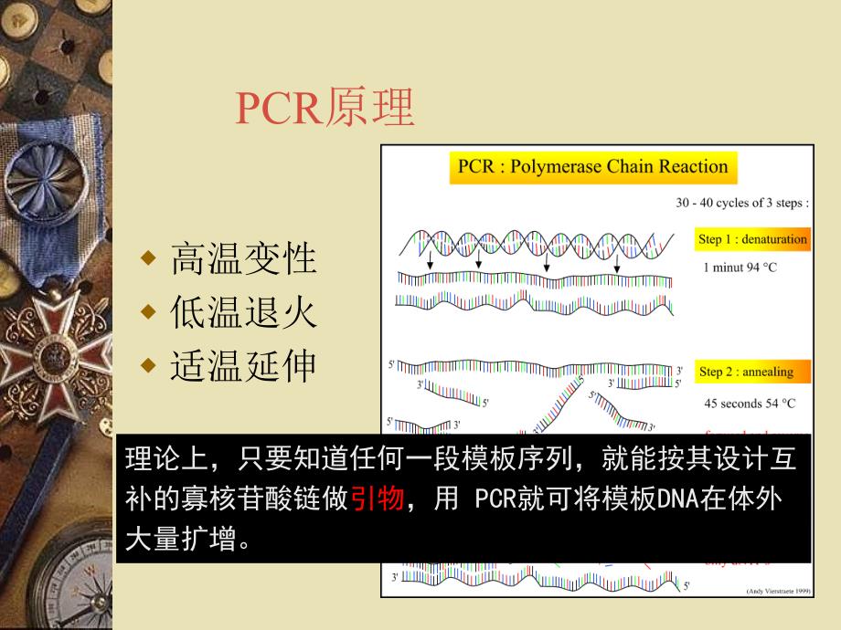 第五章PCR引物设计ppt课件_第4页