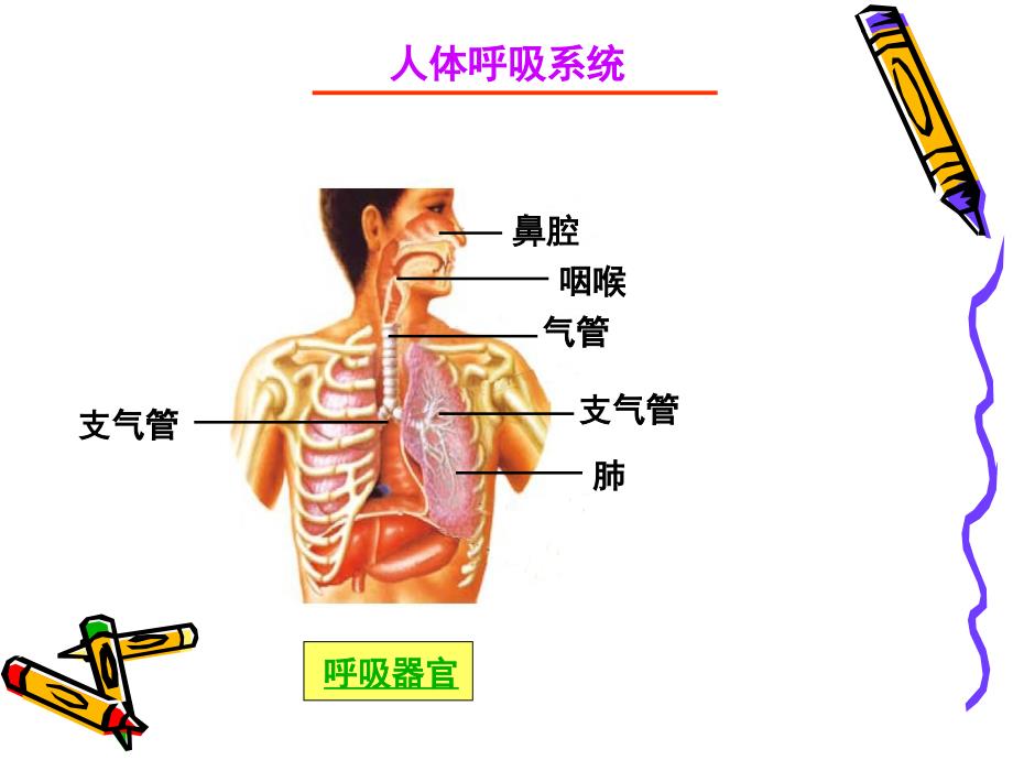 四年级科学上册运动起来会怎样一PPT课件教科版_第3页