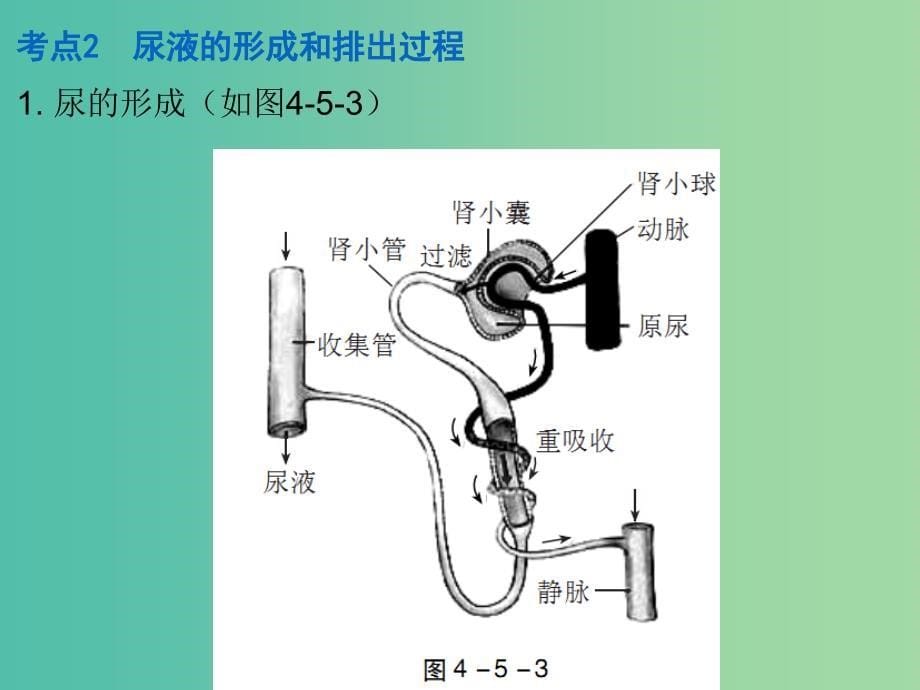 中考生物 第四单元 第五章 人体内废物的排出复习课件.ppt_第5页