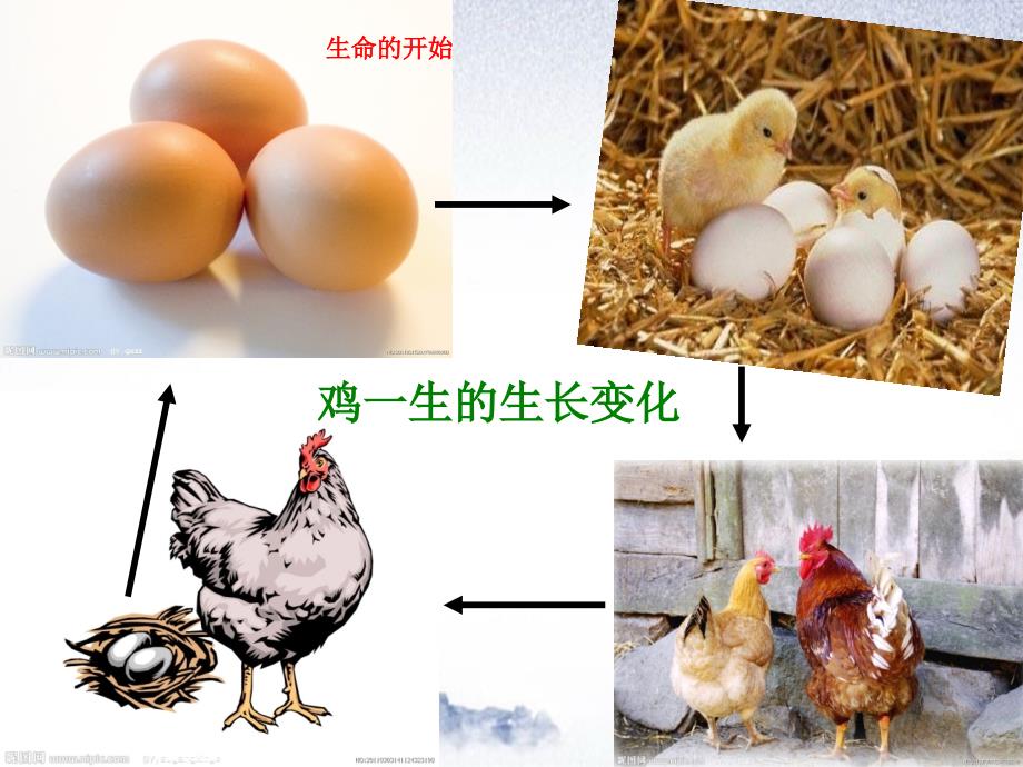 三年级科学下册动物的生命周期1蚕卵里孵出的新生命课件1教科版教科版小学三年级下册自然科学课件_第2页