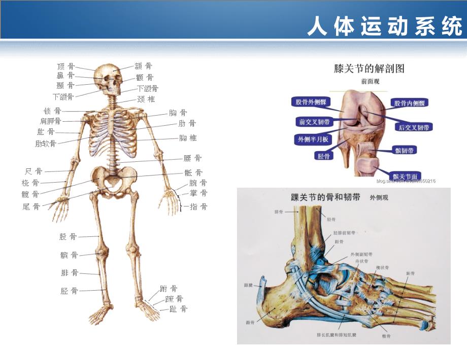 运动系统课件_第4页