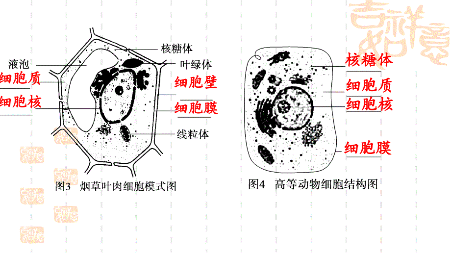 12细胞的多样性和统一性（课件）_第3页