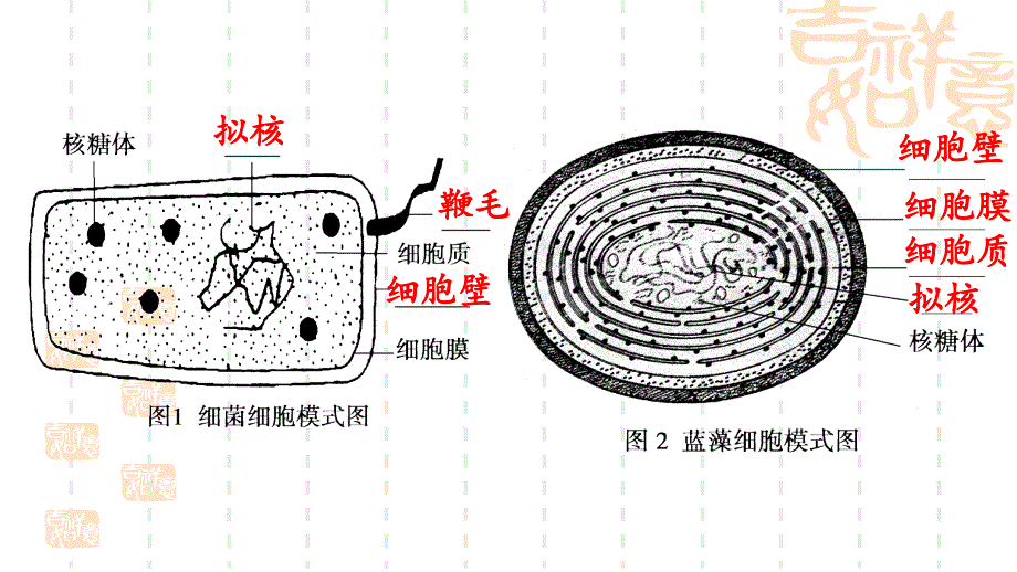 12细胞的多样性和统一性（课件）_第4页