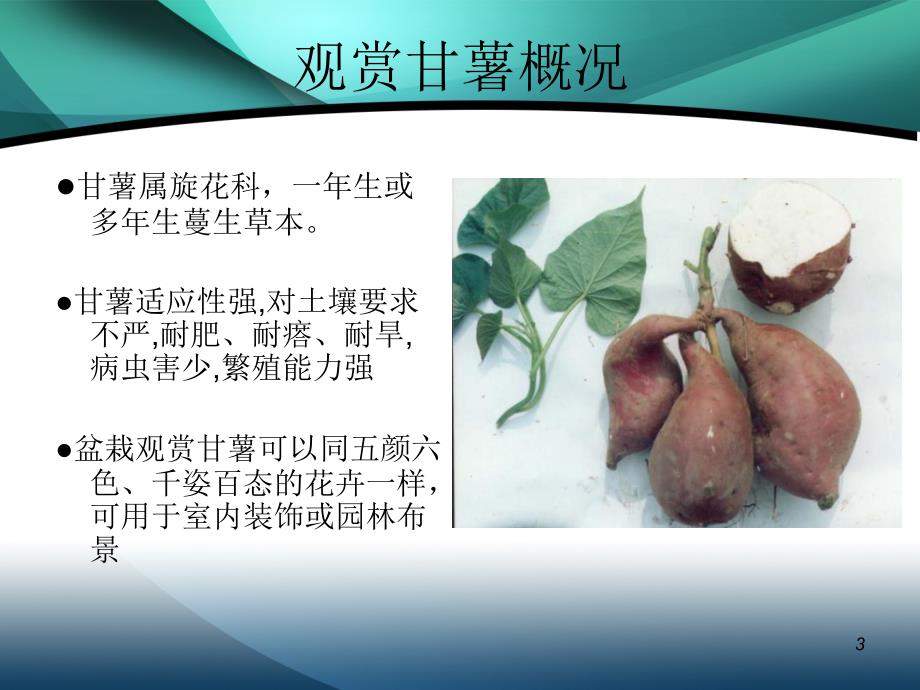 观赏甘薯的推广.ppt_第3页