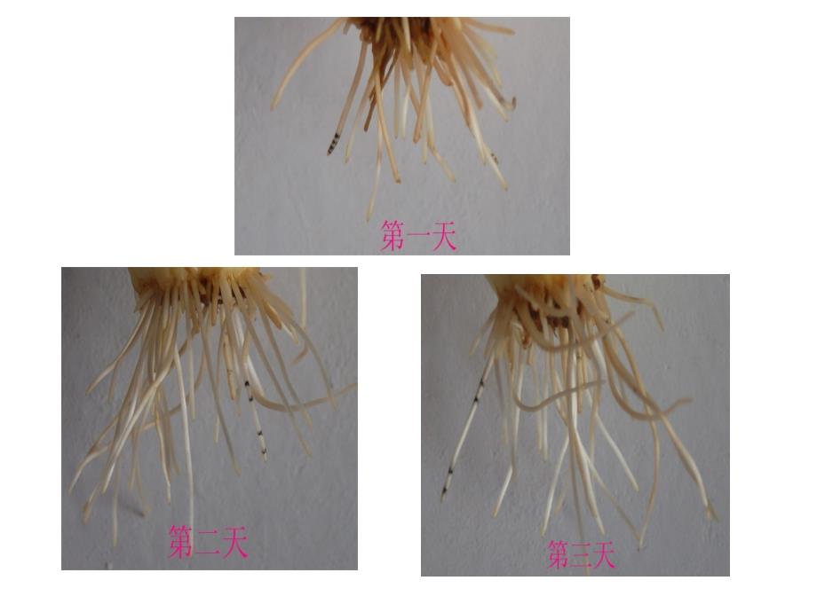 植株的生长黄娟老师_第3页