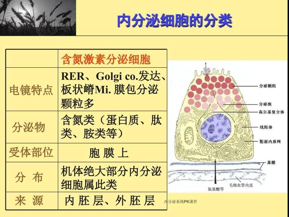 内分泌系统PK课件_第5页