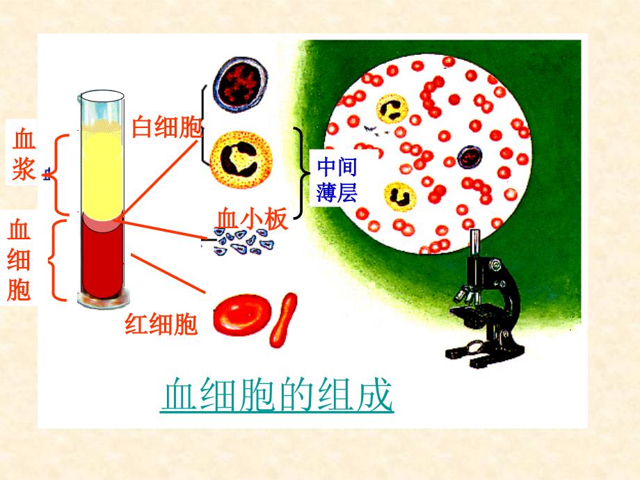 浙教版九上生物第4章代谢与平衡第3节体内物质的运输_第3页