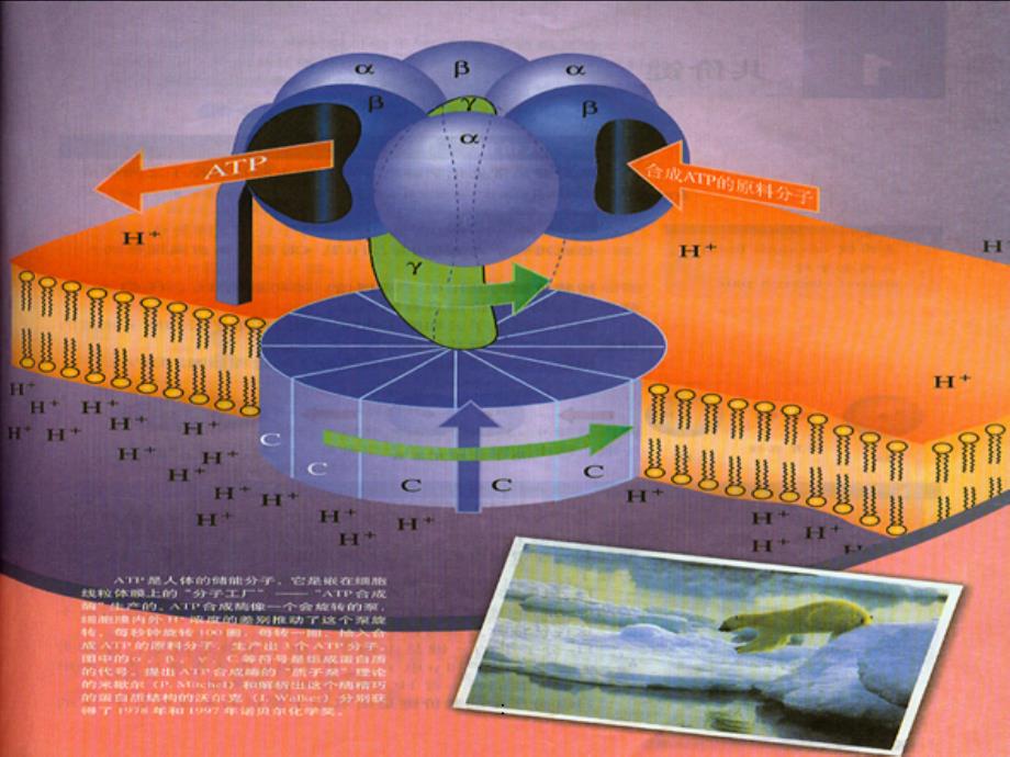 分子的立体结构与性质ppt课件_第1页