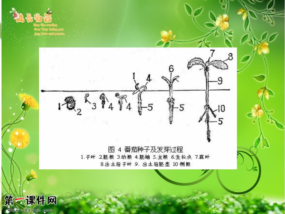 小苗的诞生PPT课件_第4页