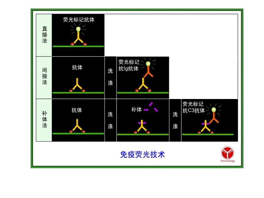 猪瘟的间接免疫荧光实验_第5页