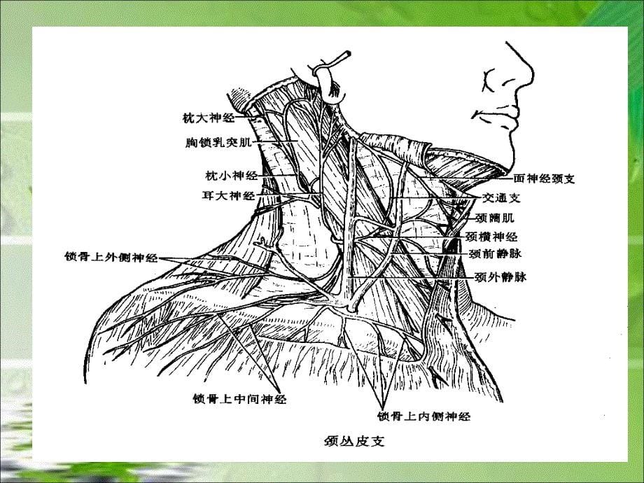 臂丛颈丛神经阻滞麻醉_第5页