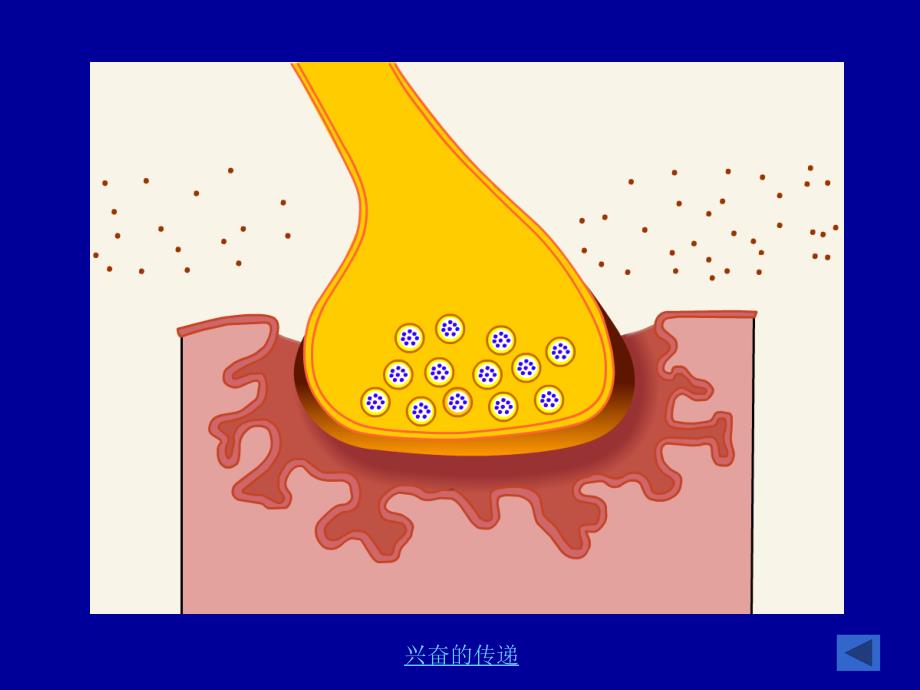 第5章骨骼肌生理_第4页