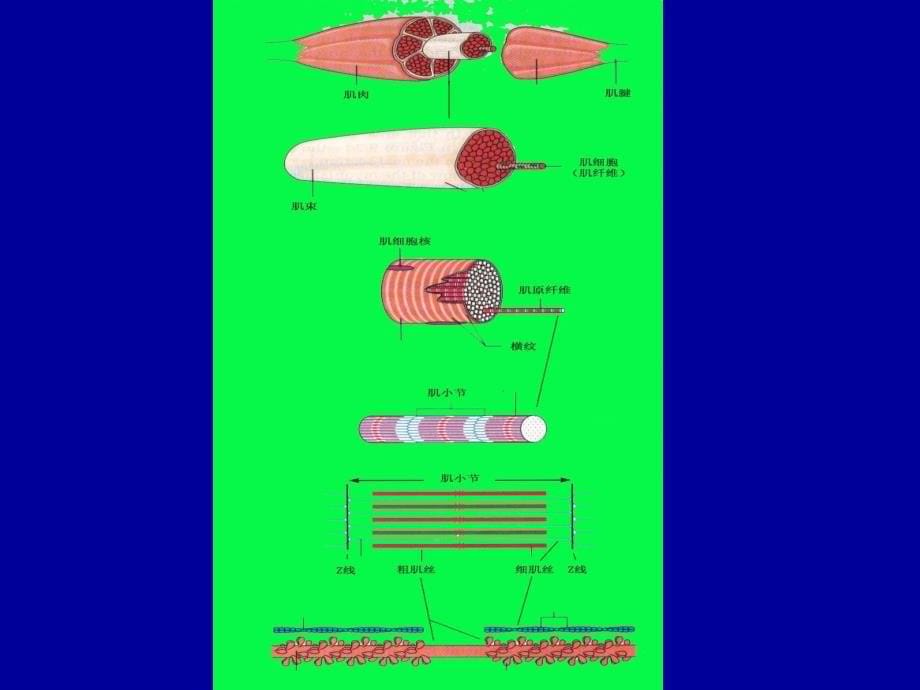 第5章骨骼肌生理_第5页