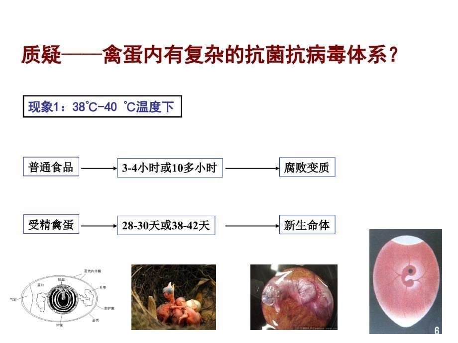 蛋的构造加工及特性_第5页