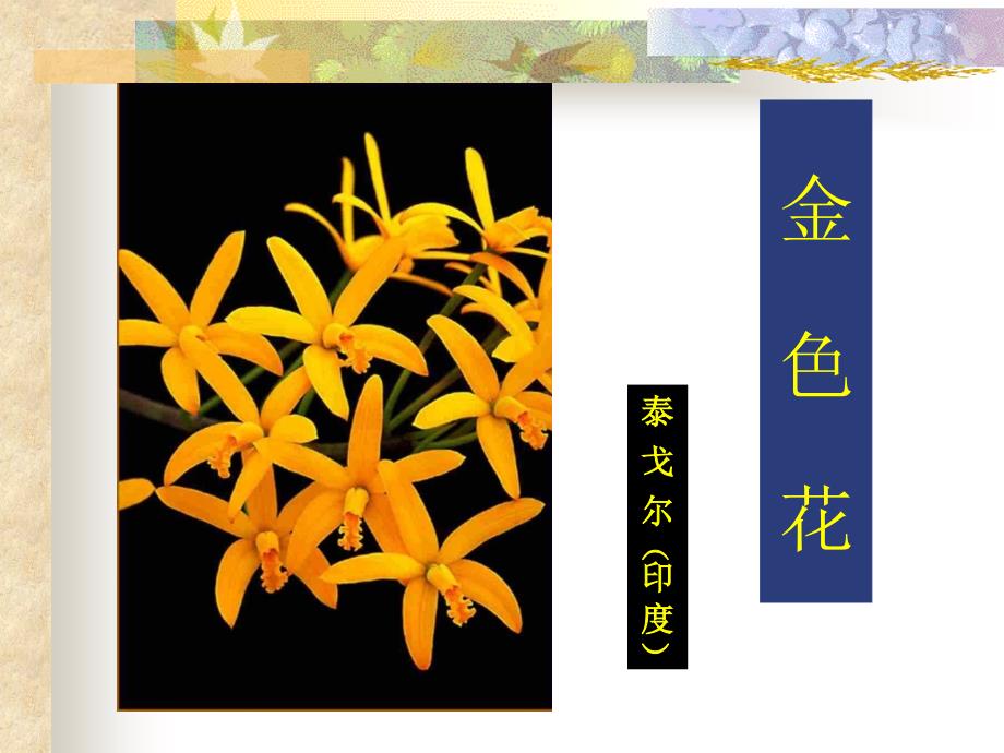 《金色花》课件.ppt_第1页