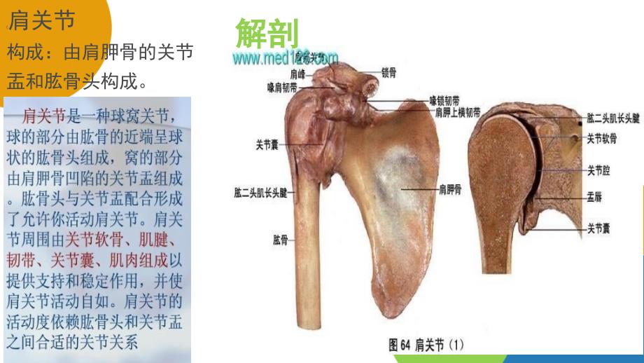 人工肩关节置换术手术配合庞春艳彭姗姗.ppt_第3页