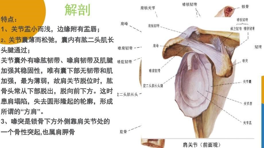 人工肩关节置换术手术配合庞春艳彭姗姗.ppt_第5页