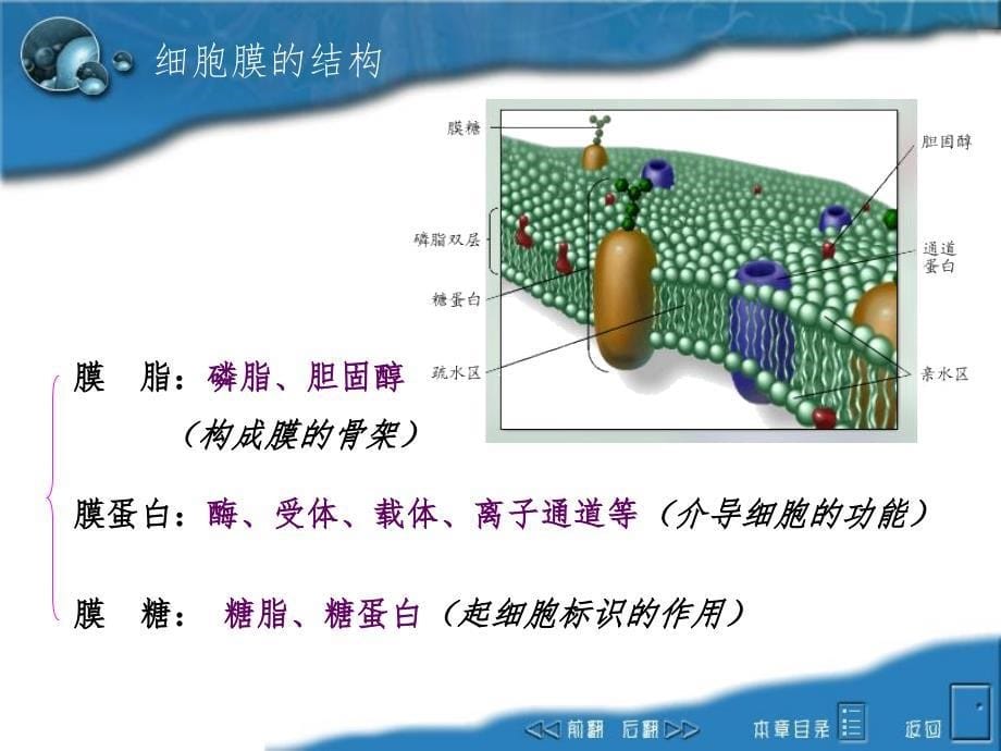 细胞生理PPT幻灯片_第5页