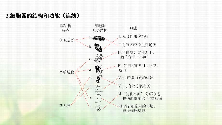 高考生物一轮复习第二单元细胞的基本结构与物质运输第6讲细胞器与生物膜系统课件_第3页