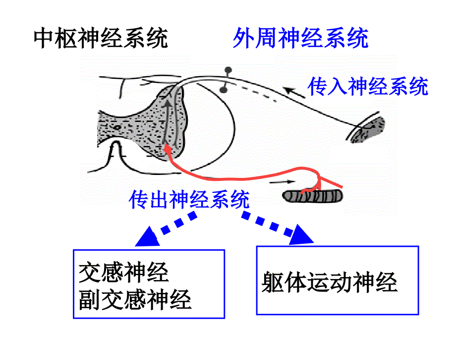 1传出神经系统_第3页